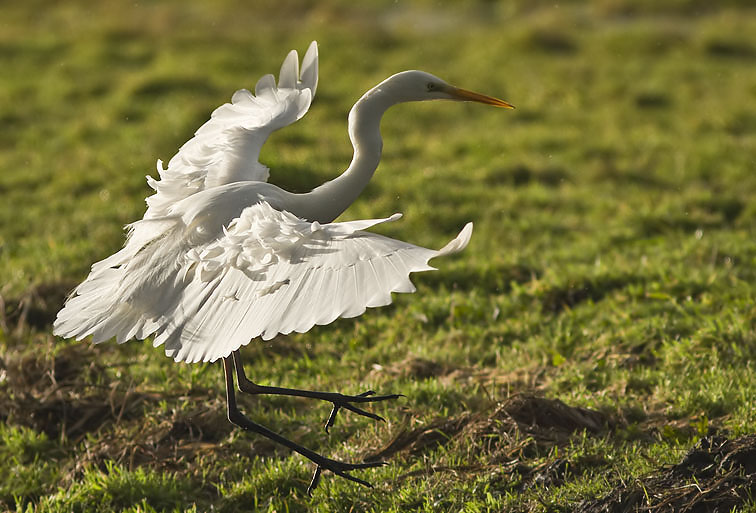 Grotezilverreiger031207C